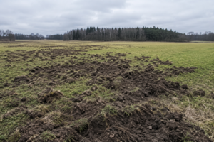 Viltskadeanslaget behöver stärkas